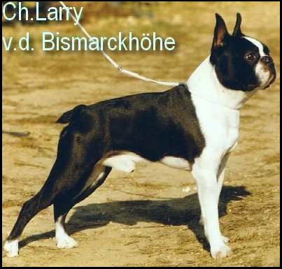 Ch. Larry v.d. Bismarckhöhe Larry